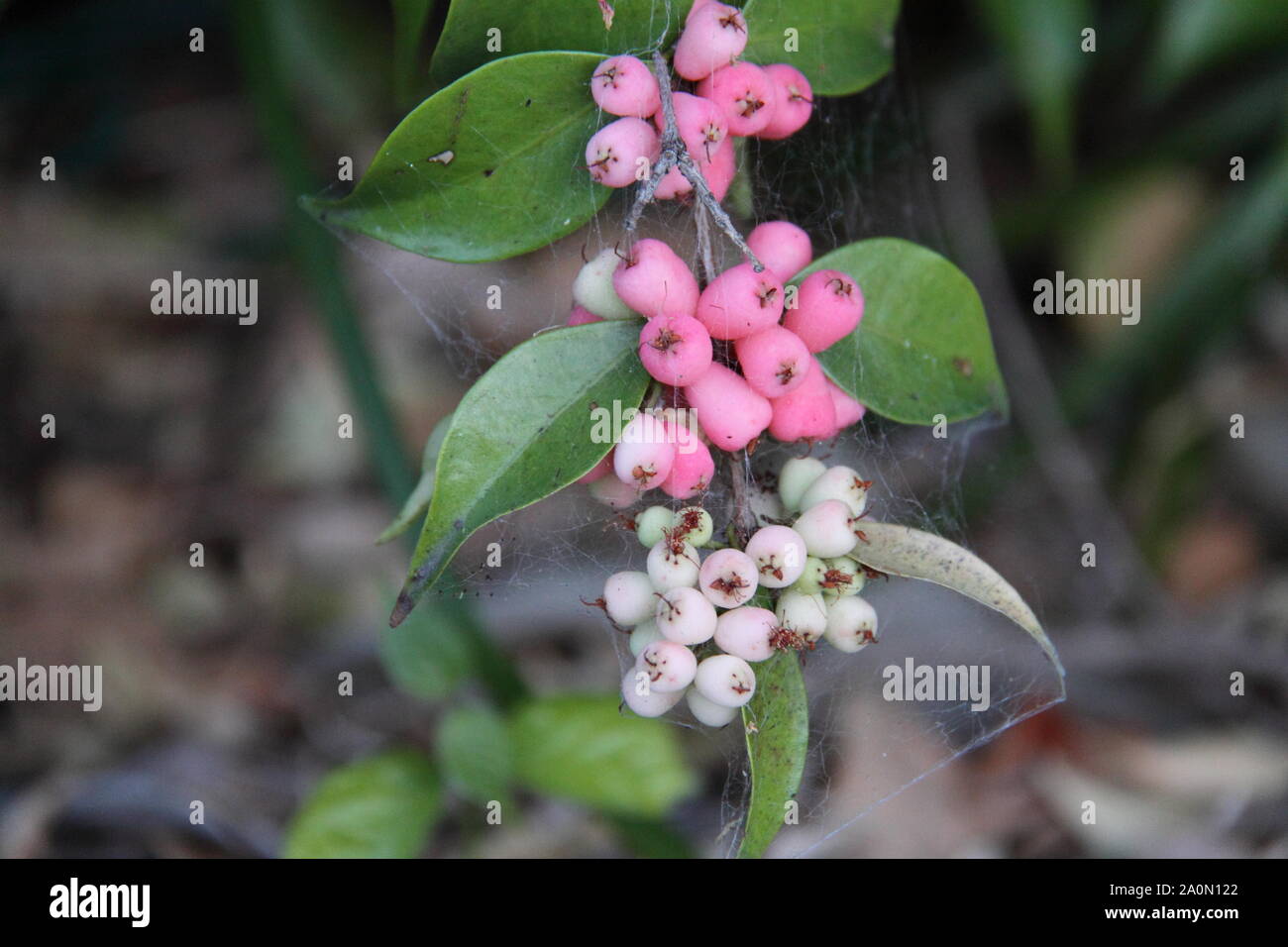 White & Pink Developing Fruits of the Weeping Lilli Pilli (Syzygium Cascade) Stock Photo