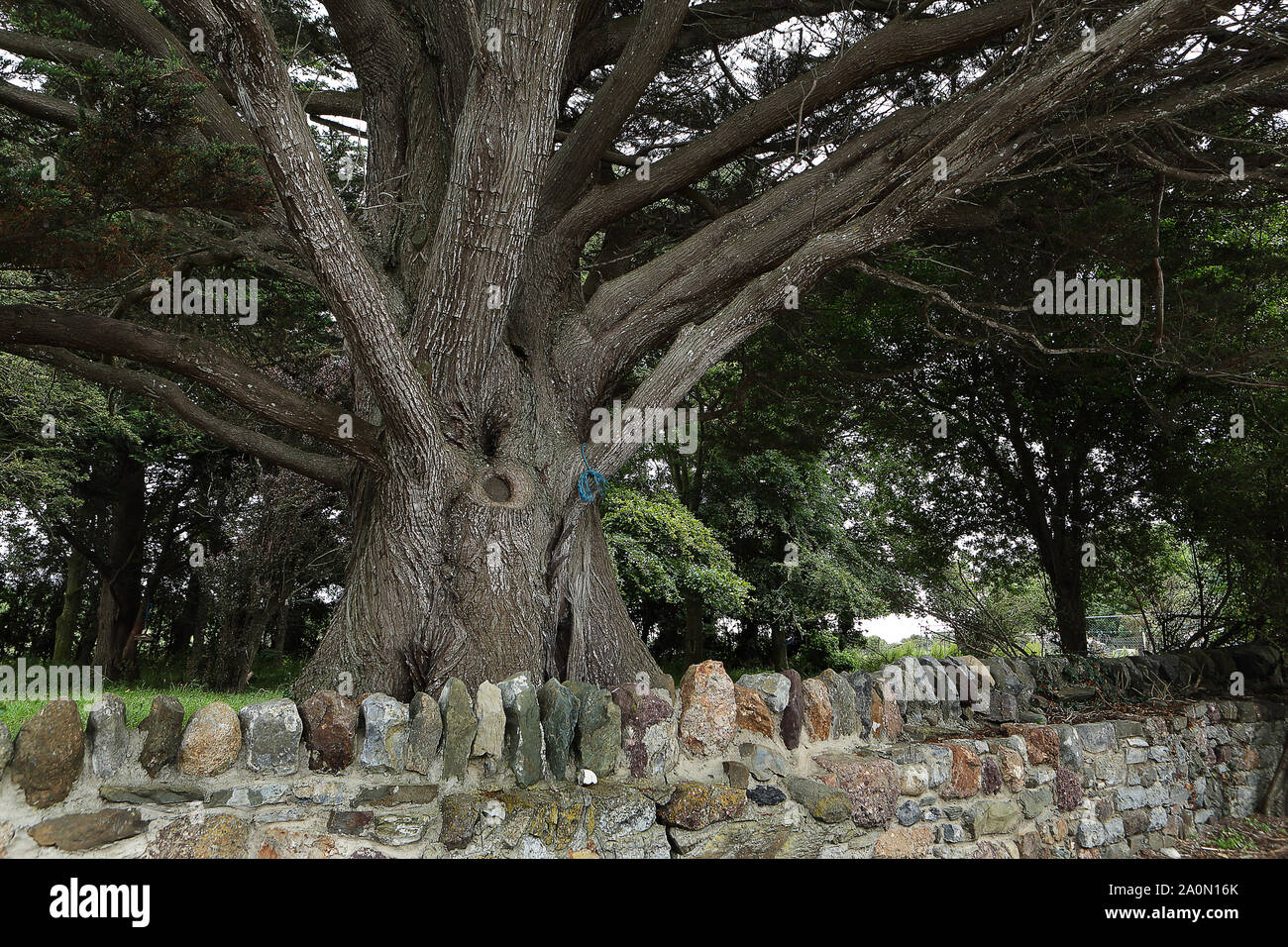 elm tree Stock Photo