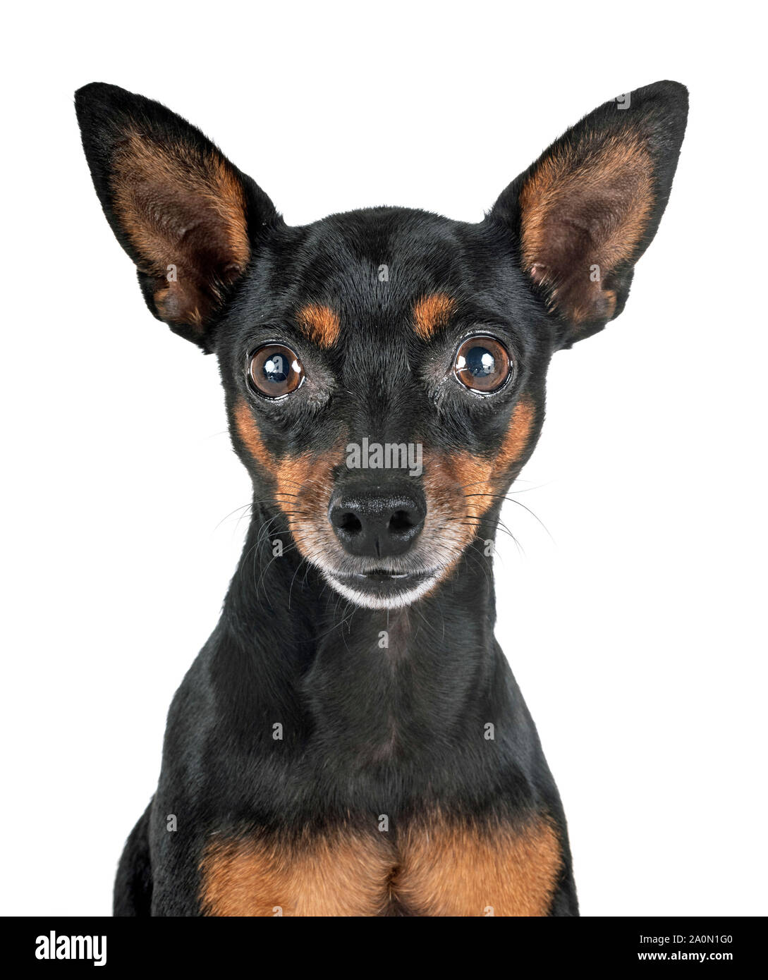 miniature pinscher in front of white background Stock Photo - Alamy