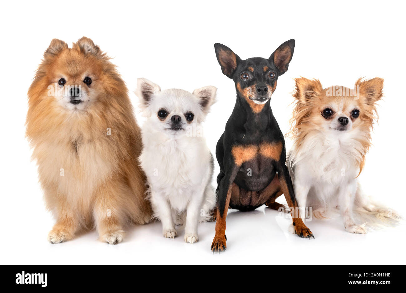 little dogs in front of white background Stock Photo - Alamy