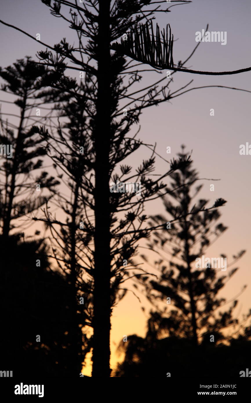 Silhouette of Norfolk Island Pine (Araucaria Heterophylla) during Sunset Stock Photo