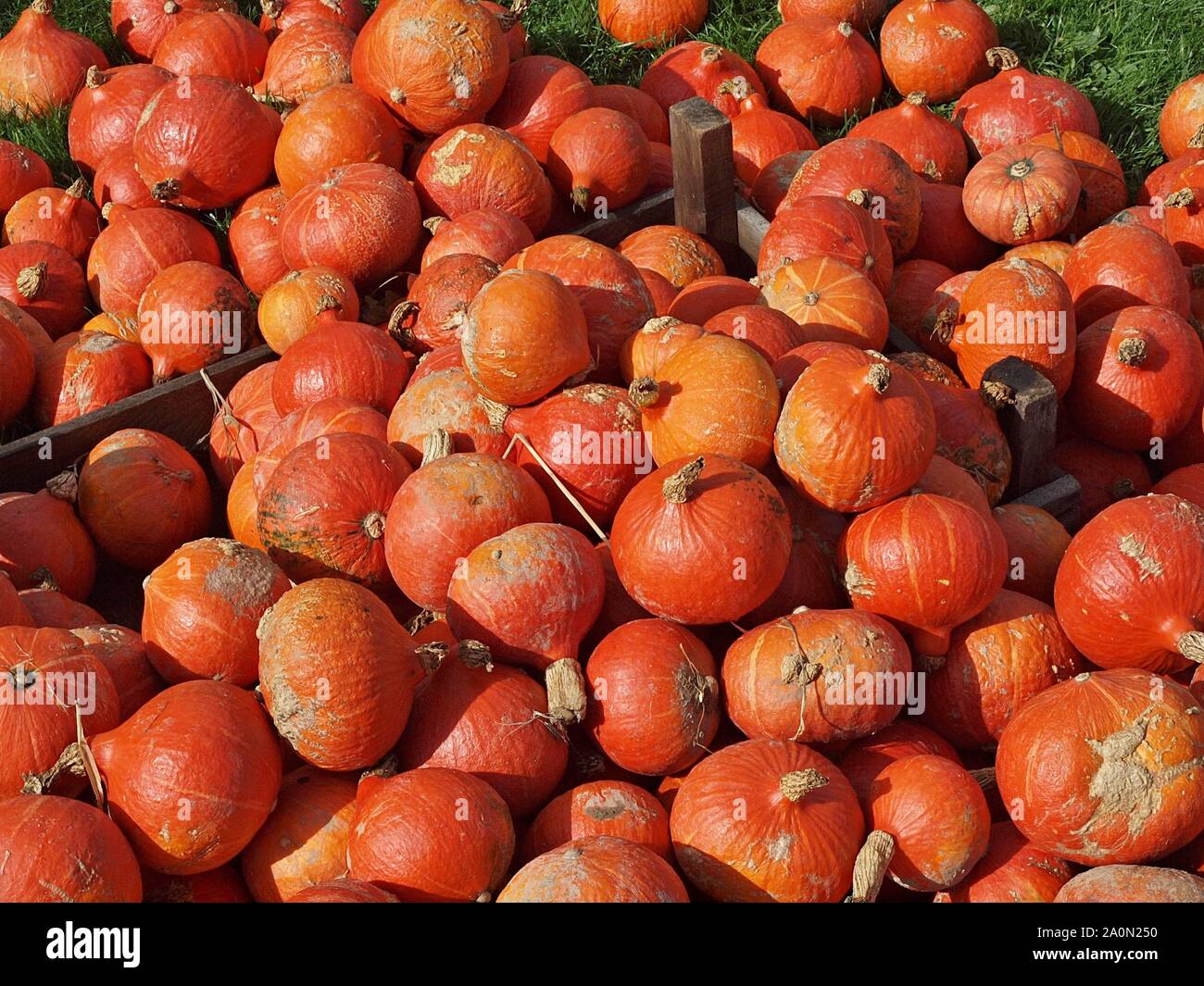 Hokkaido pumpkins for sale hi-res stock photography and images - Alamy