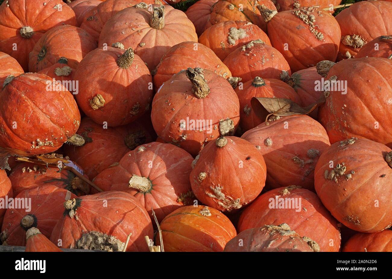 Hokkaido pumpkins for sale hi-res stock photography and images - Alamy