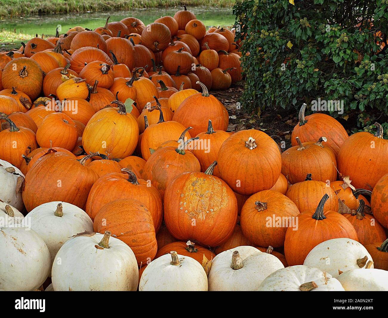 Pile of hokkaido pumpkins Stock Photo - Alamy