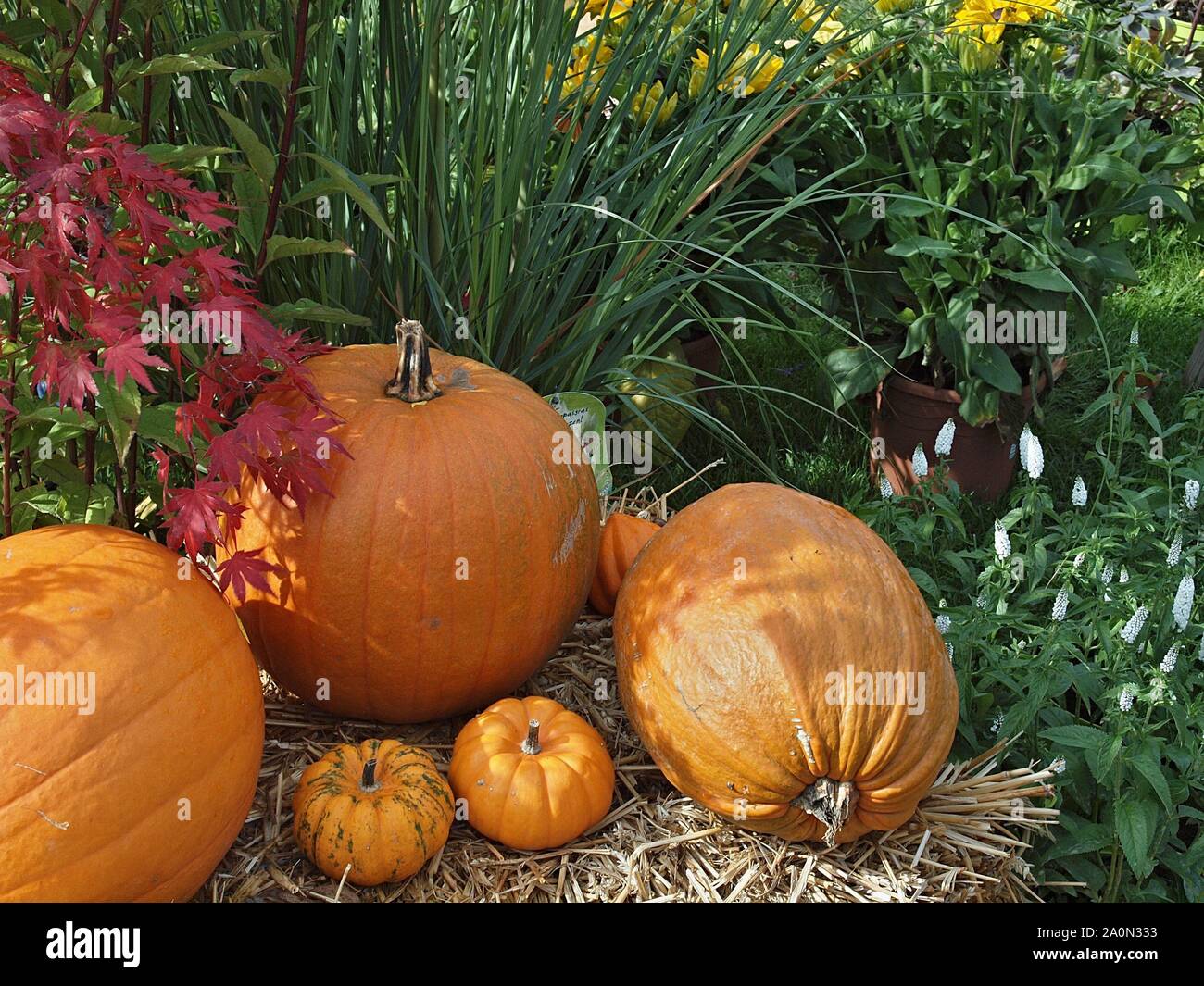 Pile of hokkaido pumpkins Stock Photo - Alamy