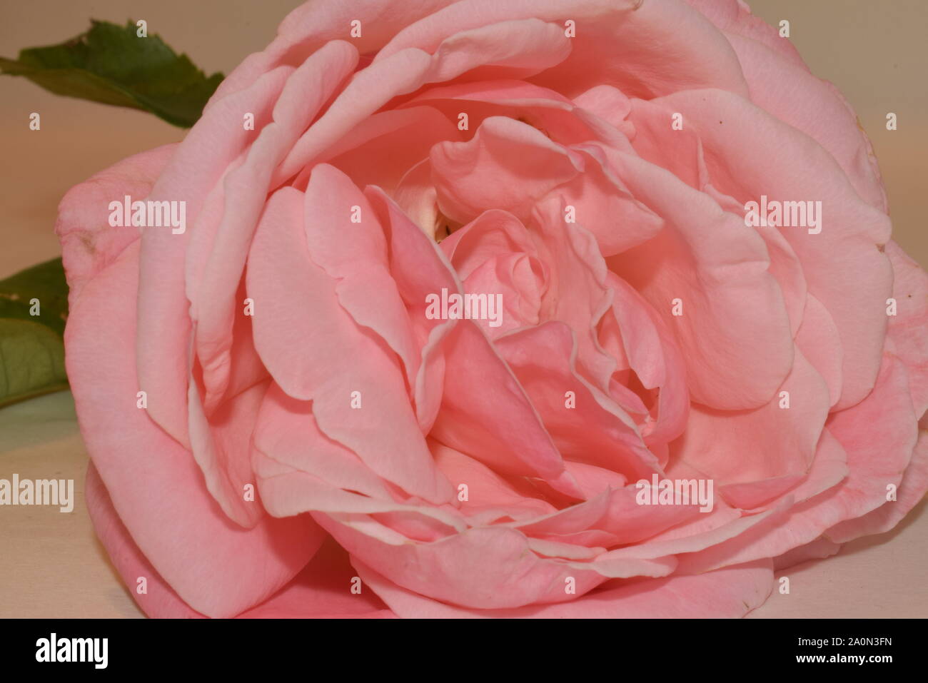 Soft pink rose isolated on white background Stock Photo - Alamy