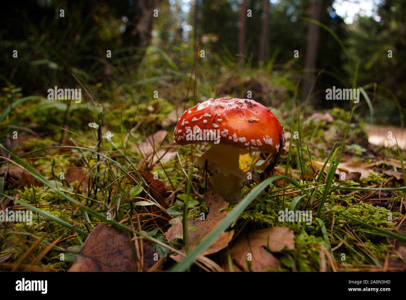 Close-up of a toadstool in the woods Stock Photo