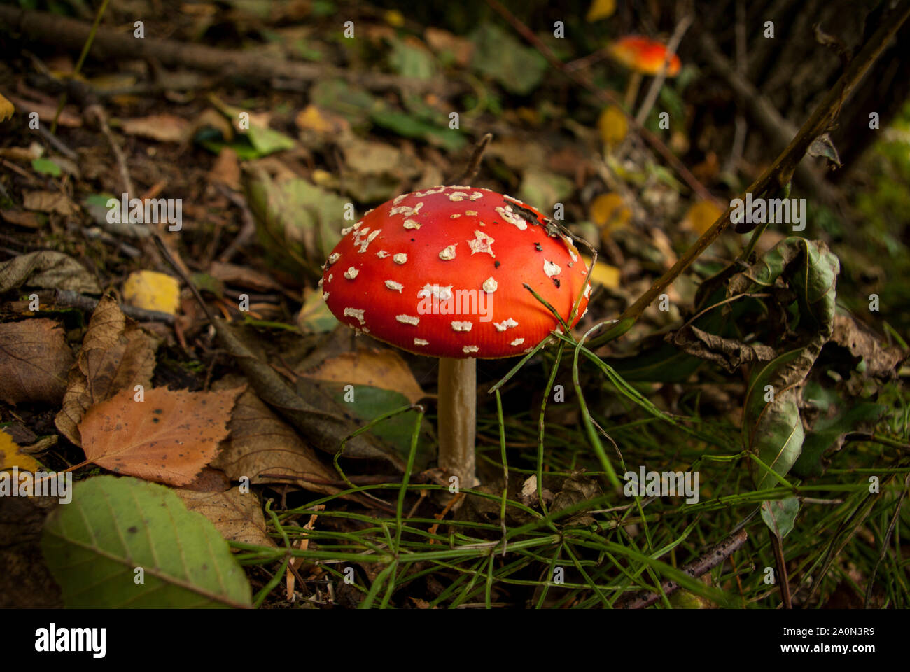 Close-up of a toadstool in the woods Stock Photo