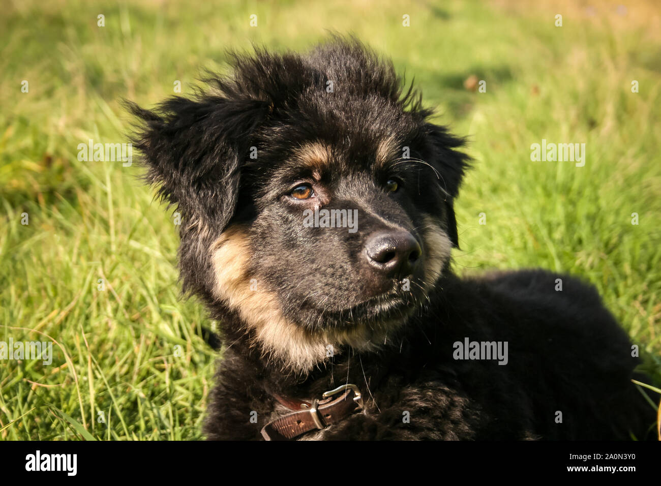 Black Long Haired Dog Stock Photos Black Long Haired Dog Stock