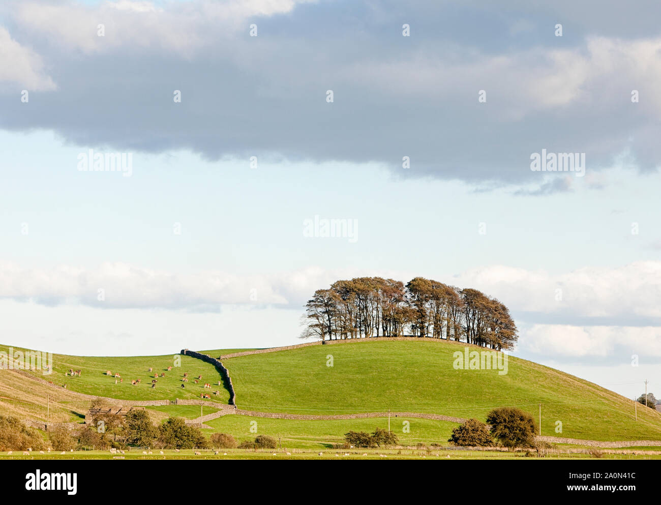 Group of trees, woodland, on top of a small hill in the countryside