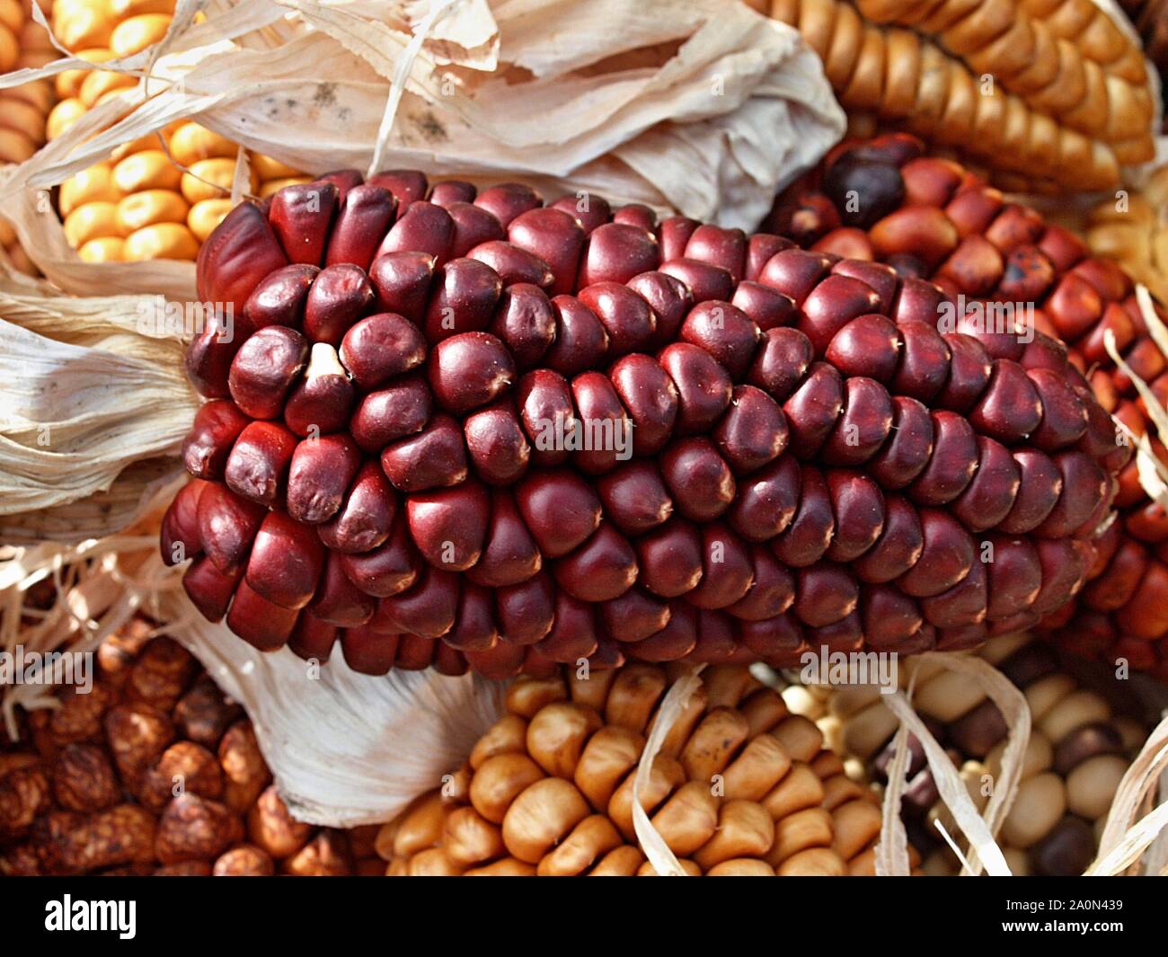Colorful red and yellow corncobs Stock Photo
