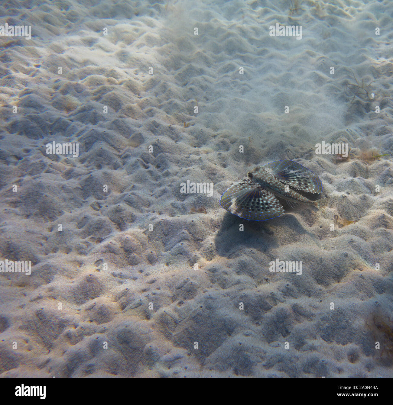 Flying gurnard, Dactylus volitans, on sandy seafloor in the Medtierranean Sea. Stock Photo