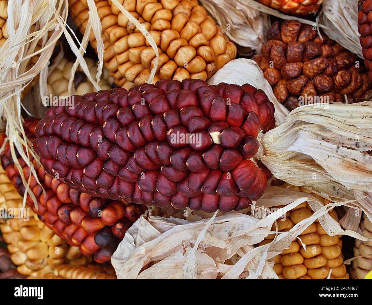 Colorful red and yellow corncobs Stock Photo