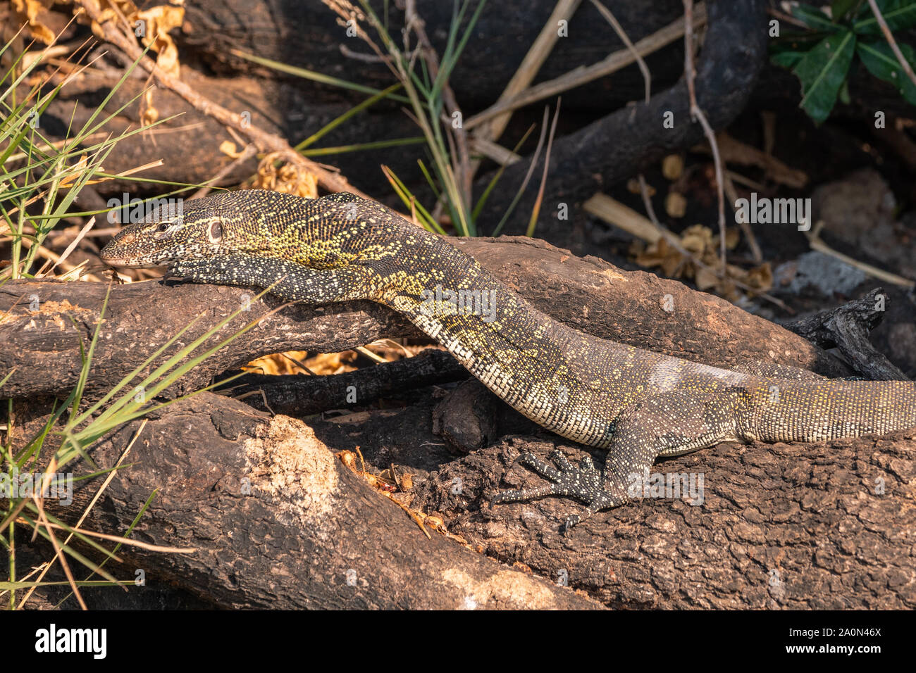 Nile Monitor Lizard Resting and Sunbathing on a Root in Chobe National Park, Botswana, Africa Stock Photo