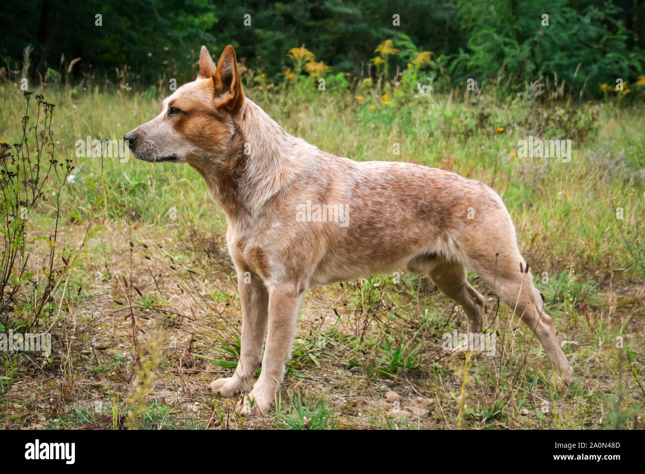 Red Australian Cattle Dog Stock Photo - Alamy