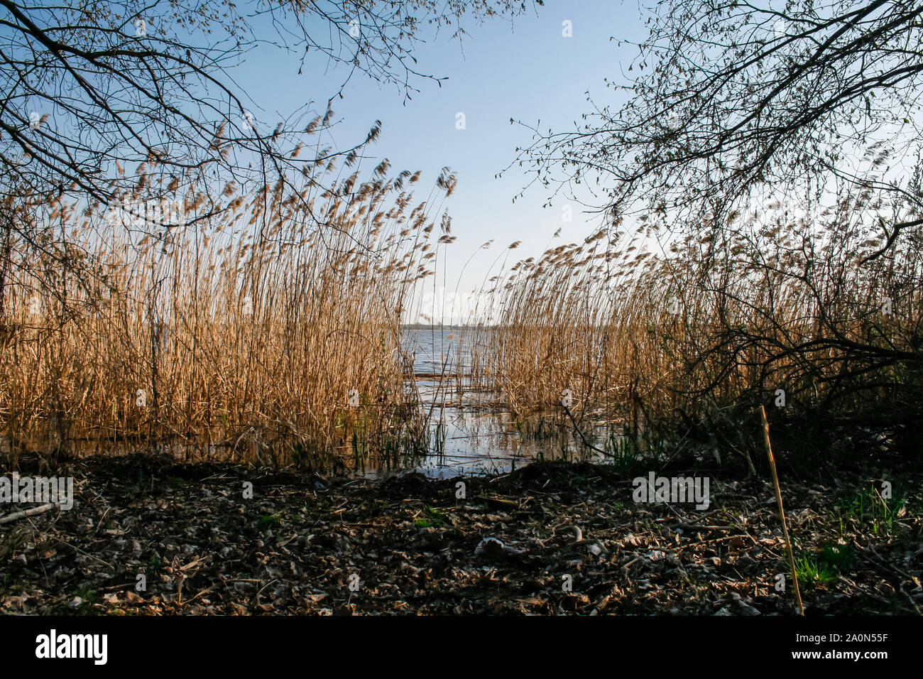 Reed on the riverbank, river Havel, Brandenburg Germany Stock Photo