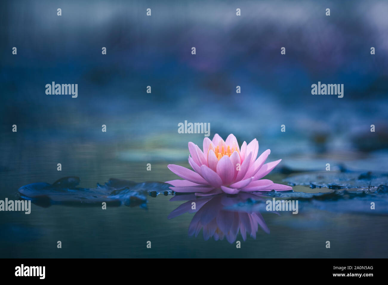 Water Lily or Lotus Flower Floating On The Water Stock Photo Alamy