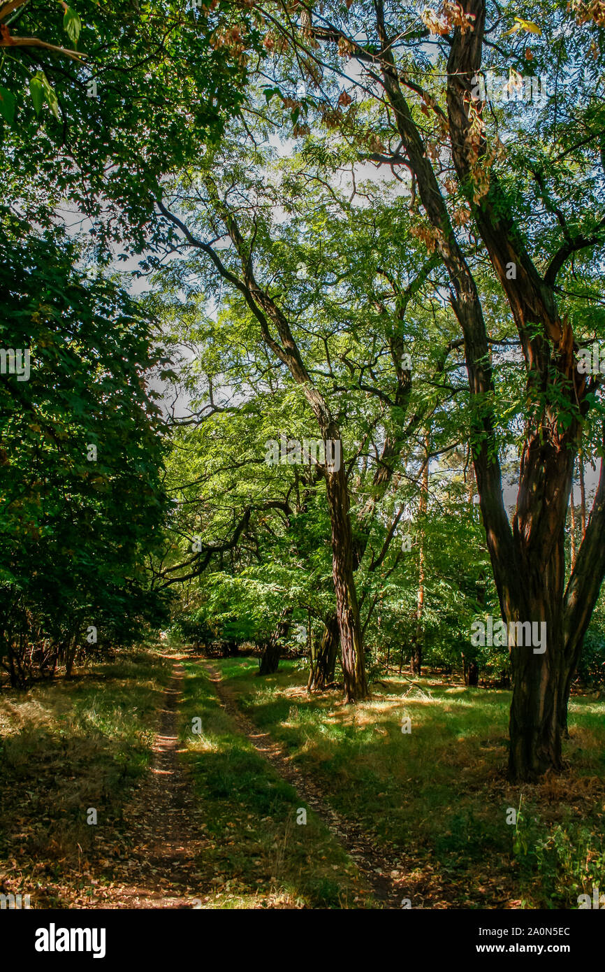Forest in the late summer, Brandenburg an der Havel, Germany Stock Photo