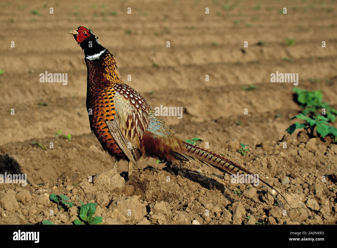 PHEASANT male calling or crowing. (Phasianus colchicus), standing on a ridge in an arable potato field. Norfolk. UK. Stock Photo