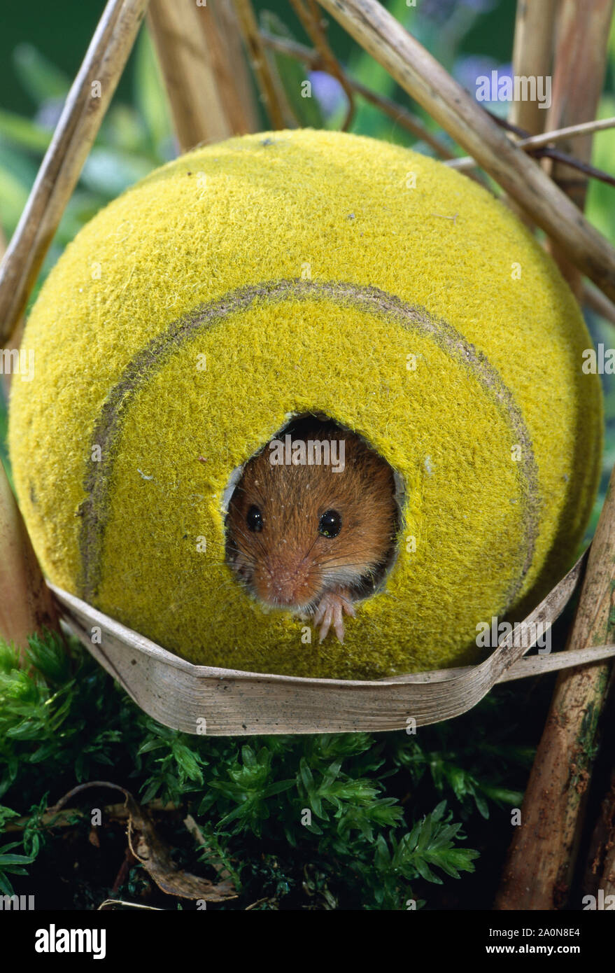 HARVEST MOUSE using tennis ball (Micromys minutus)    as refuge/nest (staged) in reed bed Stock Photo