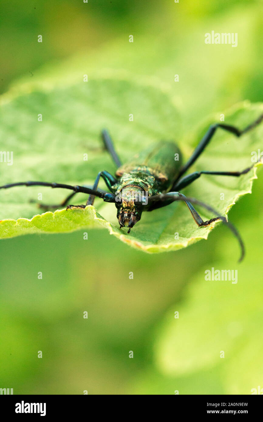 Musk beetle - Aromia moschata - Close-up of the mouthparts. Green