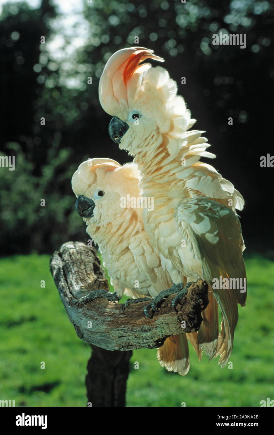 MOLUCCAN or Salmon-Crested  COCKATOOS Cacatua moluccensis Endangered. Captive bred sibling pair. Stock Photo