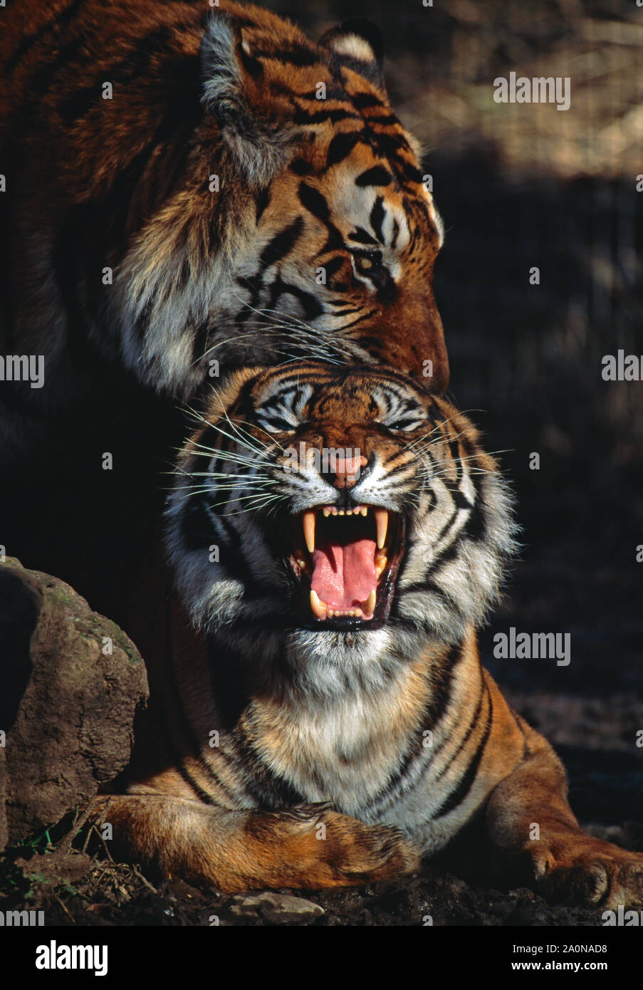 SUMATRAN TIGERS (Panthera tigris sumatrae). Pair mating. Male holding the nape of the tigress's neck, whilst she bears her teeth. Close up. Stock Photo