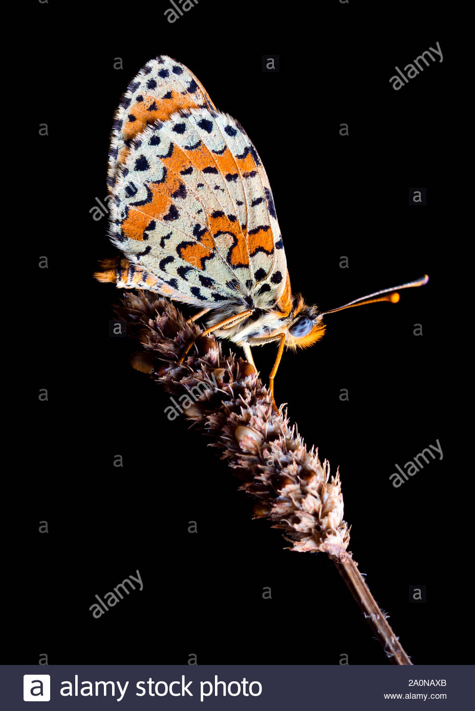 Butterfly Sleeping During The Night On A Plant Melitaea