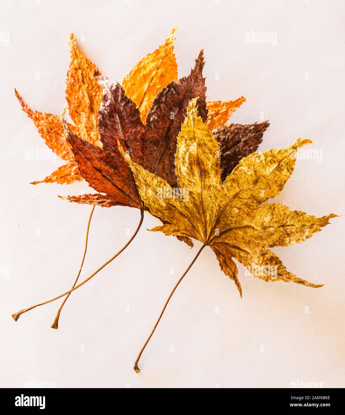 3 maple leaves hi-res stock photography and images - Alamy