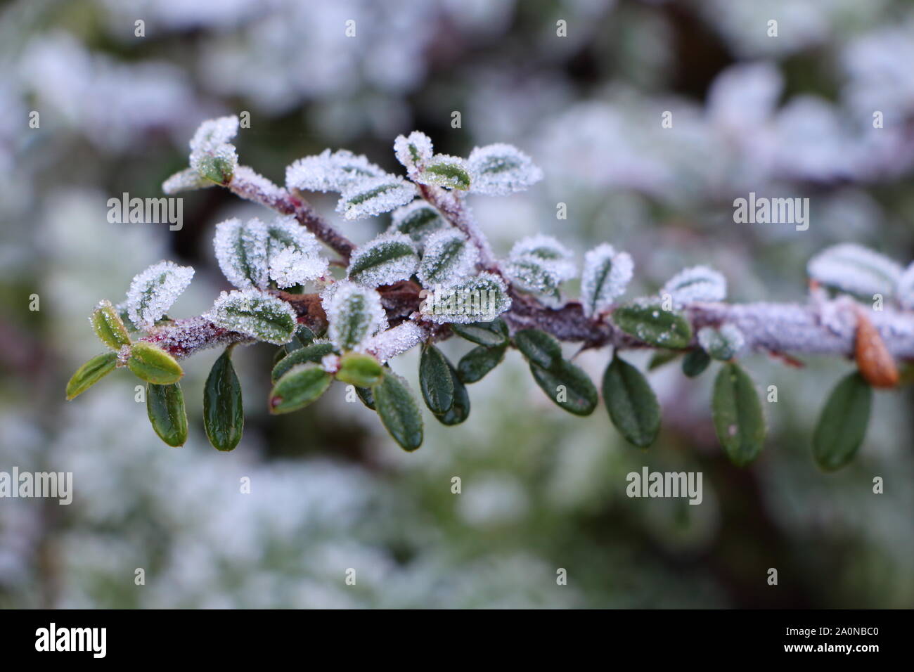 Frosted cotoneaster branch in a garden during winter Stock Photo