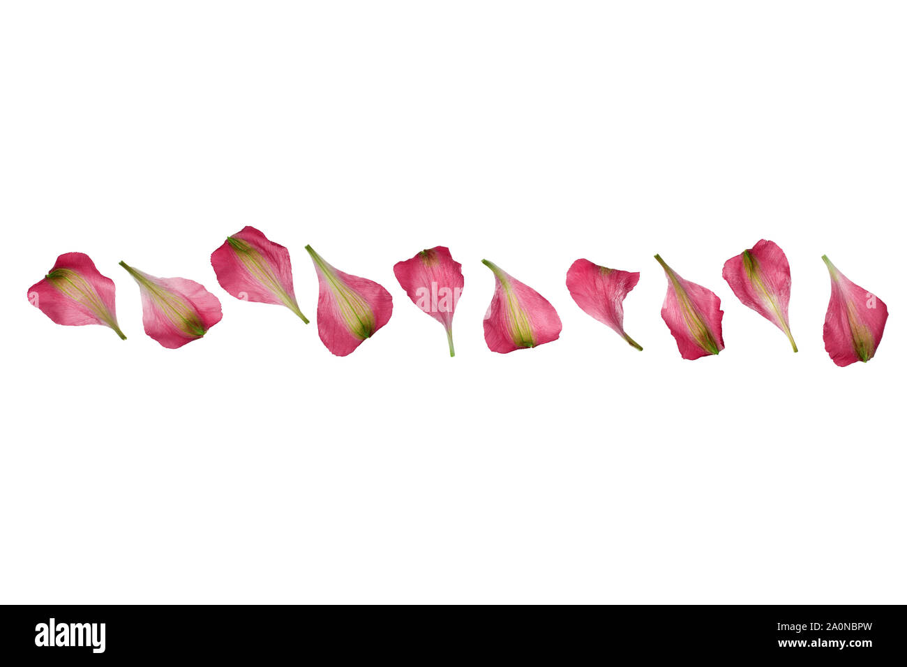red-flower-petals-border-on-white-background-isolated-close-up-pink