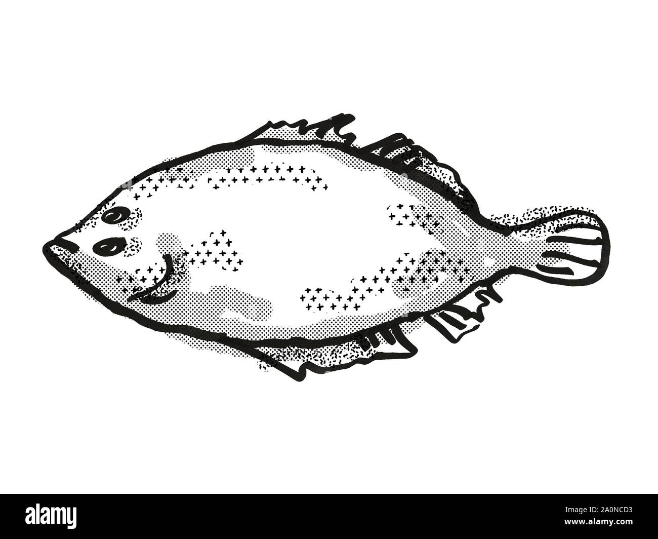 Retro cartoon style drawing of a Lefteye Flounder  , a native Australian marine life species viewed from side on isolated white background done in bla Stock Photo