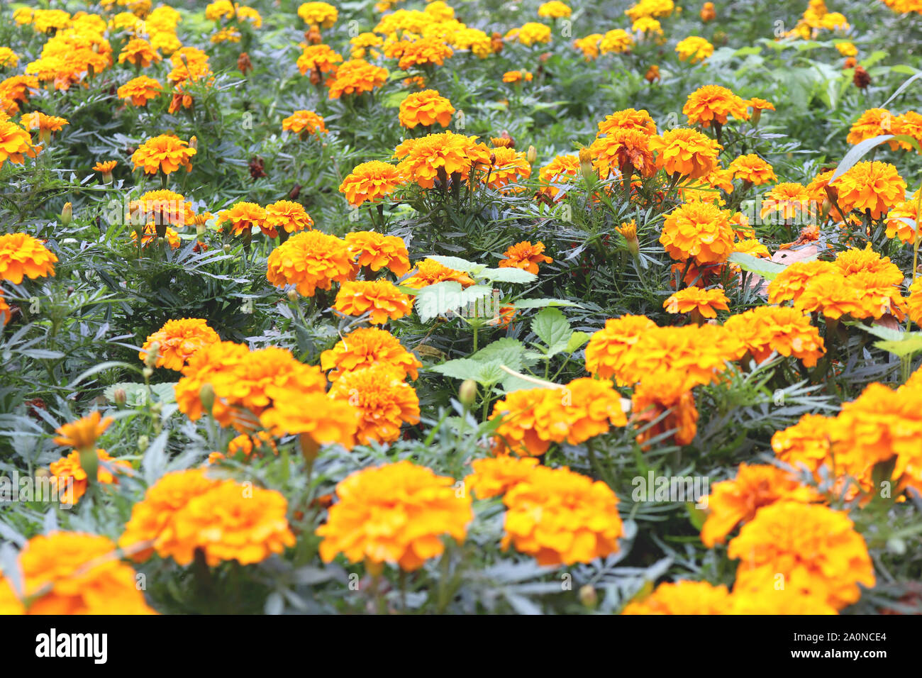 Orange Marigold - Cempasuchil Flower Flowerbed Background. Lot of Yellow  Flowers Texture Stock Photo - Alamy