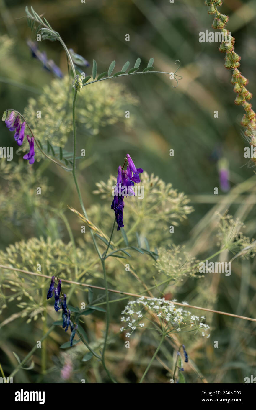 Dreamy composition of purple vetches (vicia) in the foreground and light green plants in the background Stock Photo
