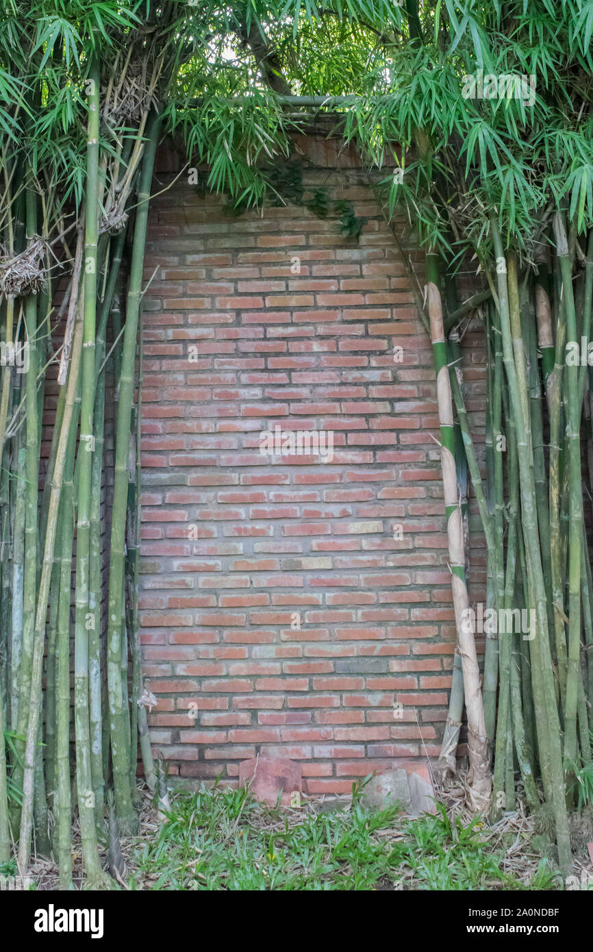 Bamboo and wall. Bamboo and chinese brick wall background Stock Photo