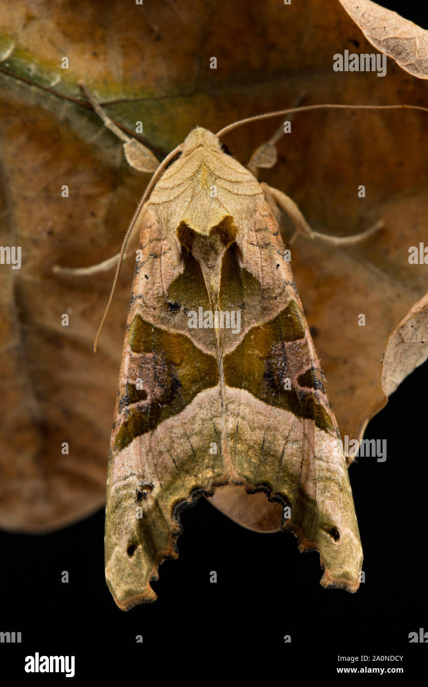 Dead leaf moth hi-res stock photography and images - Alamy
