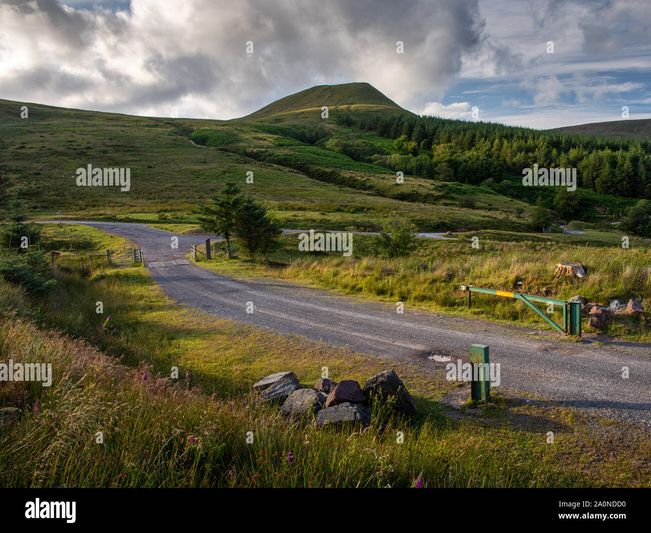 A forestry track crosses moorland under Fan y big mountain in the ...