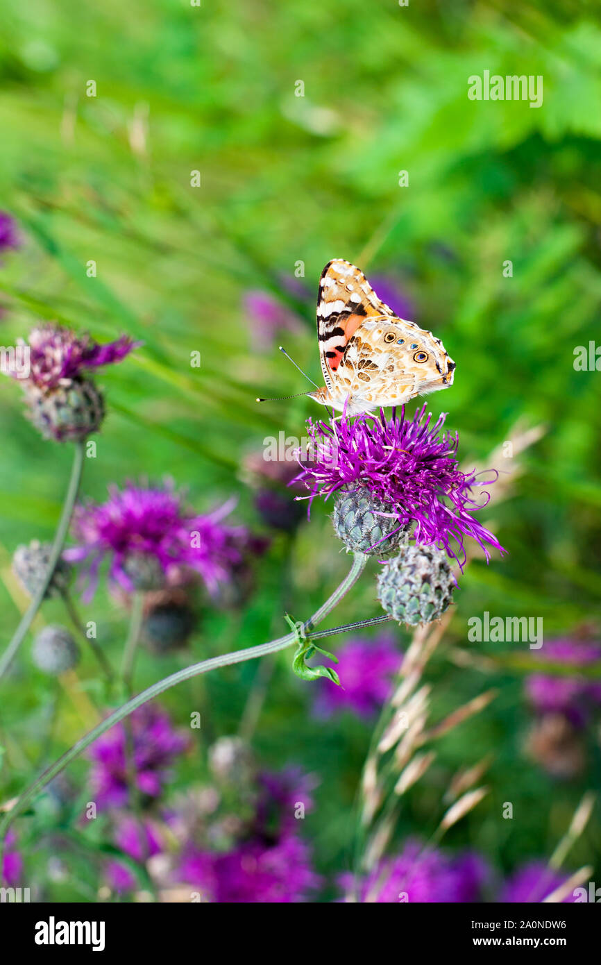 Painted lady butterfly on blooming purple thistle flowers closeup side view, beautiful orange Vanessa cardui on blurred green grass summer field Stock Photo