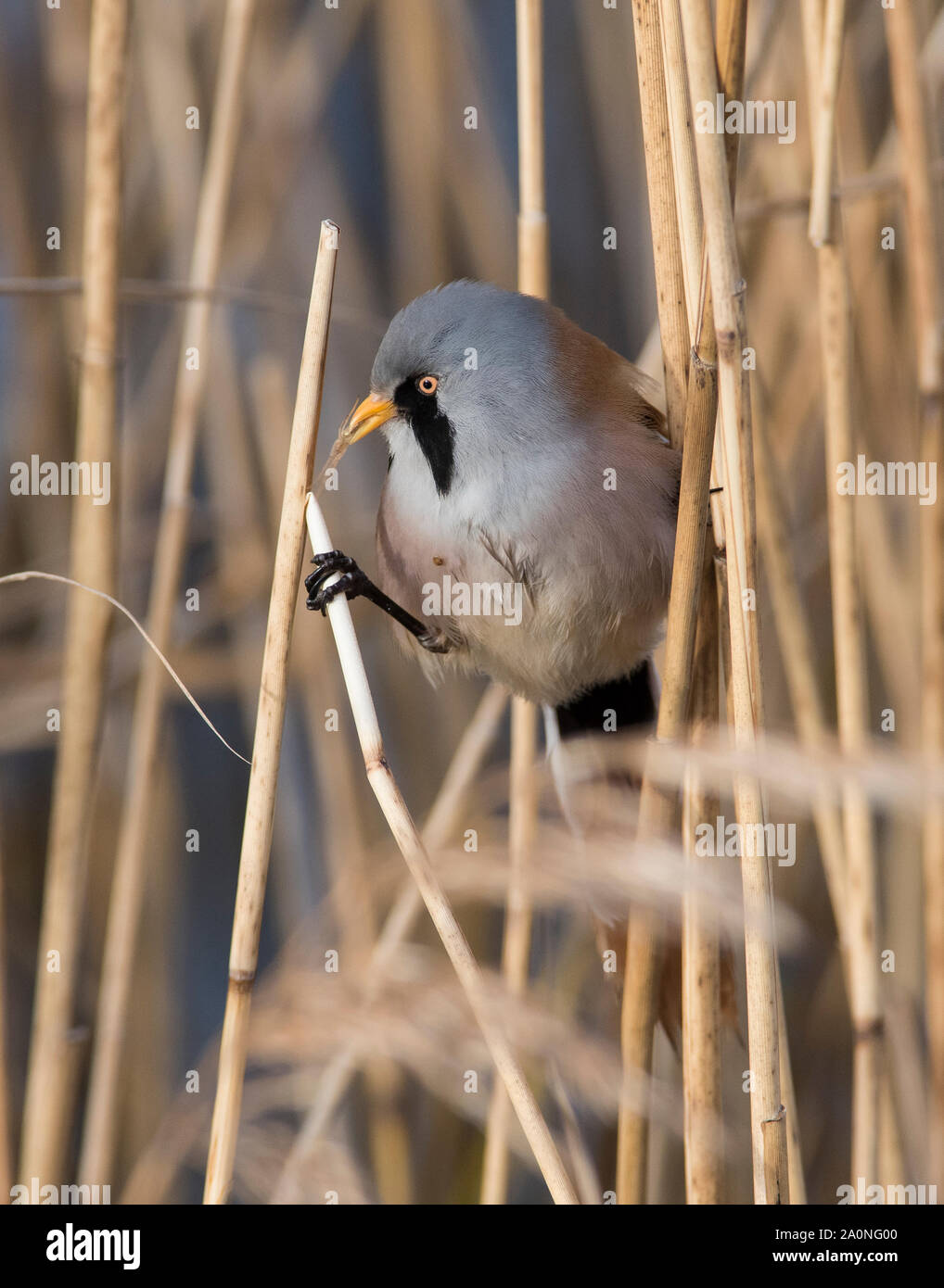 Male Bearded Tit/Bearded Reedling (Panurus biarmicus) in a reedbed in ...
