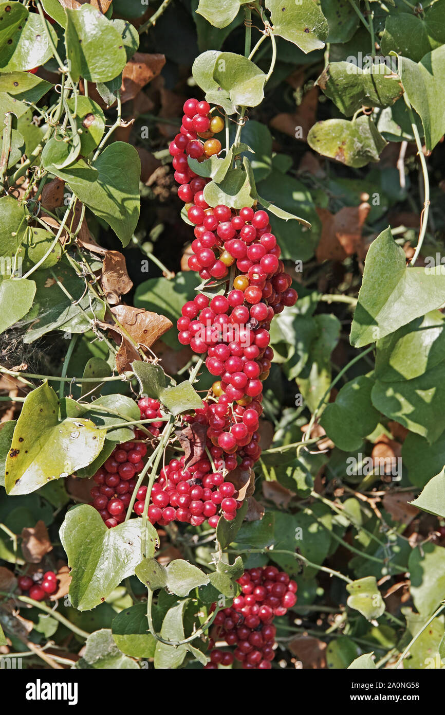 cluster of ripe berry of common smilax, Smilax aspera Stock Photo