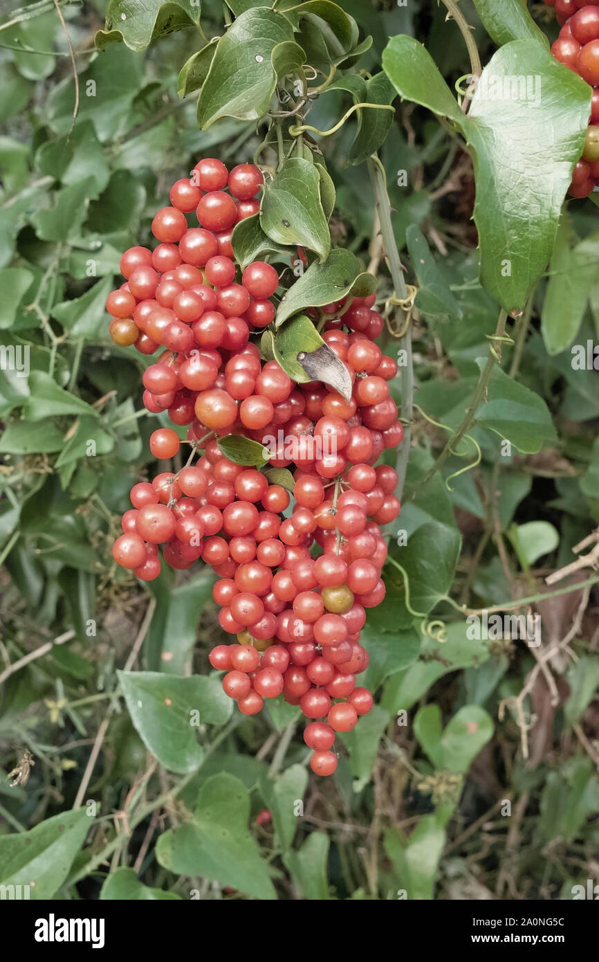 cluster of  ripe berries of common smilax, Smilax aspera Stock Photo