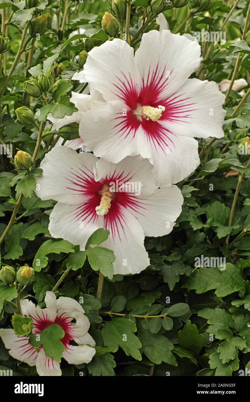white flowers and leaves of rose of sharon Stock Photo