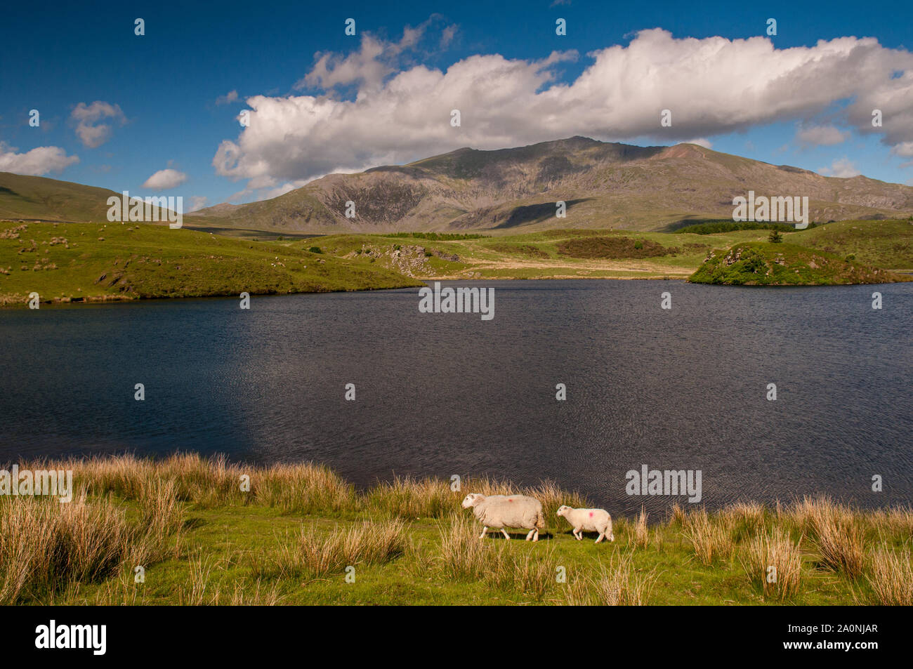 Snowdon mountain rises from the shores of Llyn y Dywarchen, a small lake ar Rhyd-Ddu in Snowdonia National Park, North Wales. Stock Photo