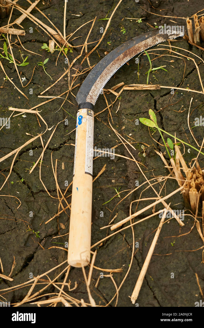 Sickle Harvesting High Resolution Stock Photography and Images Alamy