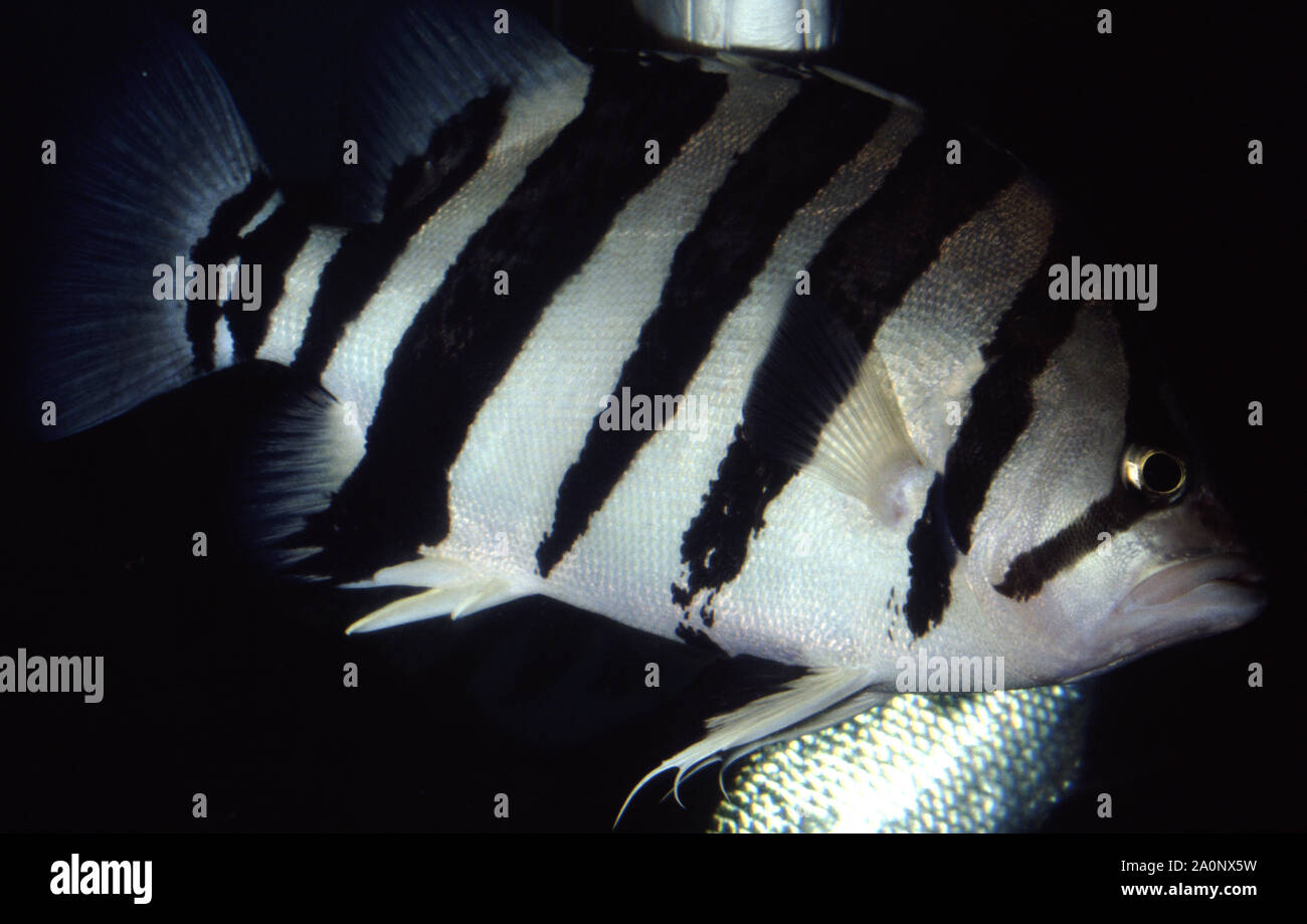 Fine-scale or Indonesia tiger fish, Datnioides microlepis Stock Photo