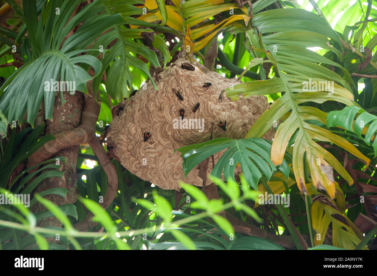 Large nest of wasps hangs over on a tree branch Stock Photo