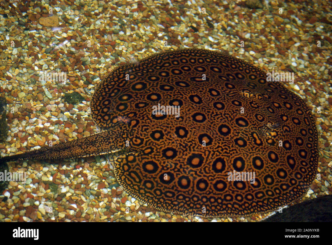 Leopard or Ocellate river stingray, Potamotrygon motoro Stock Photo