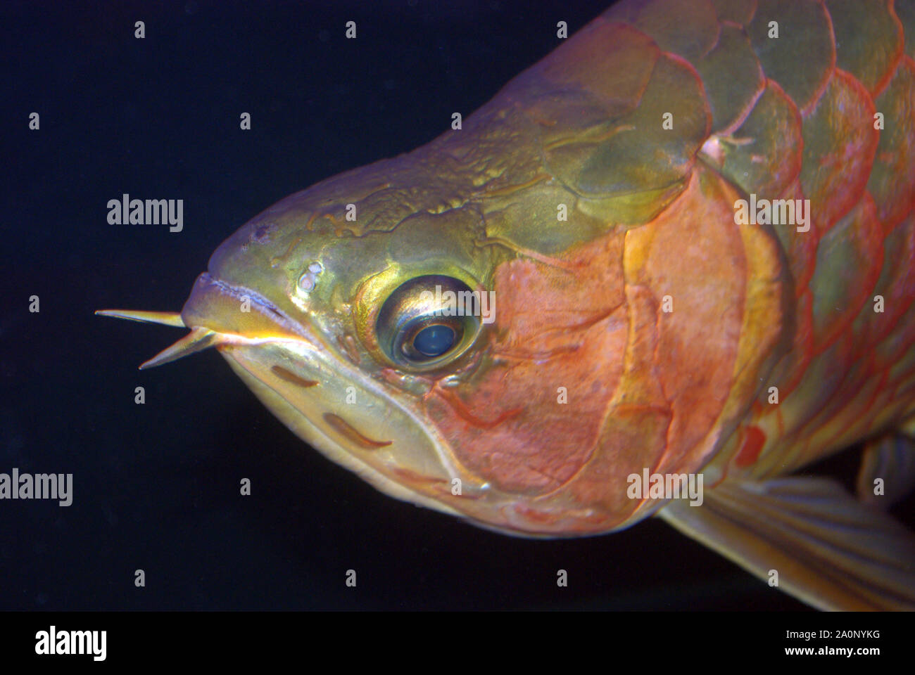 Arowana hi-res stock photography and images - Page 3 - Alamy