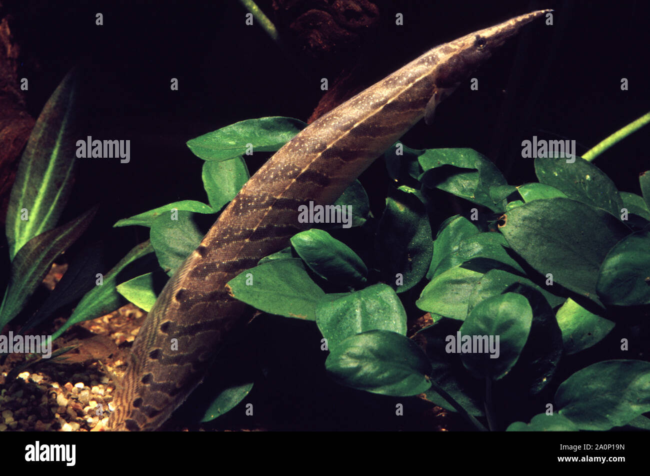 Zig-Zag or Half-banded spiny eel, Mastacembelus circumcinctus Stock Photo