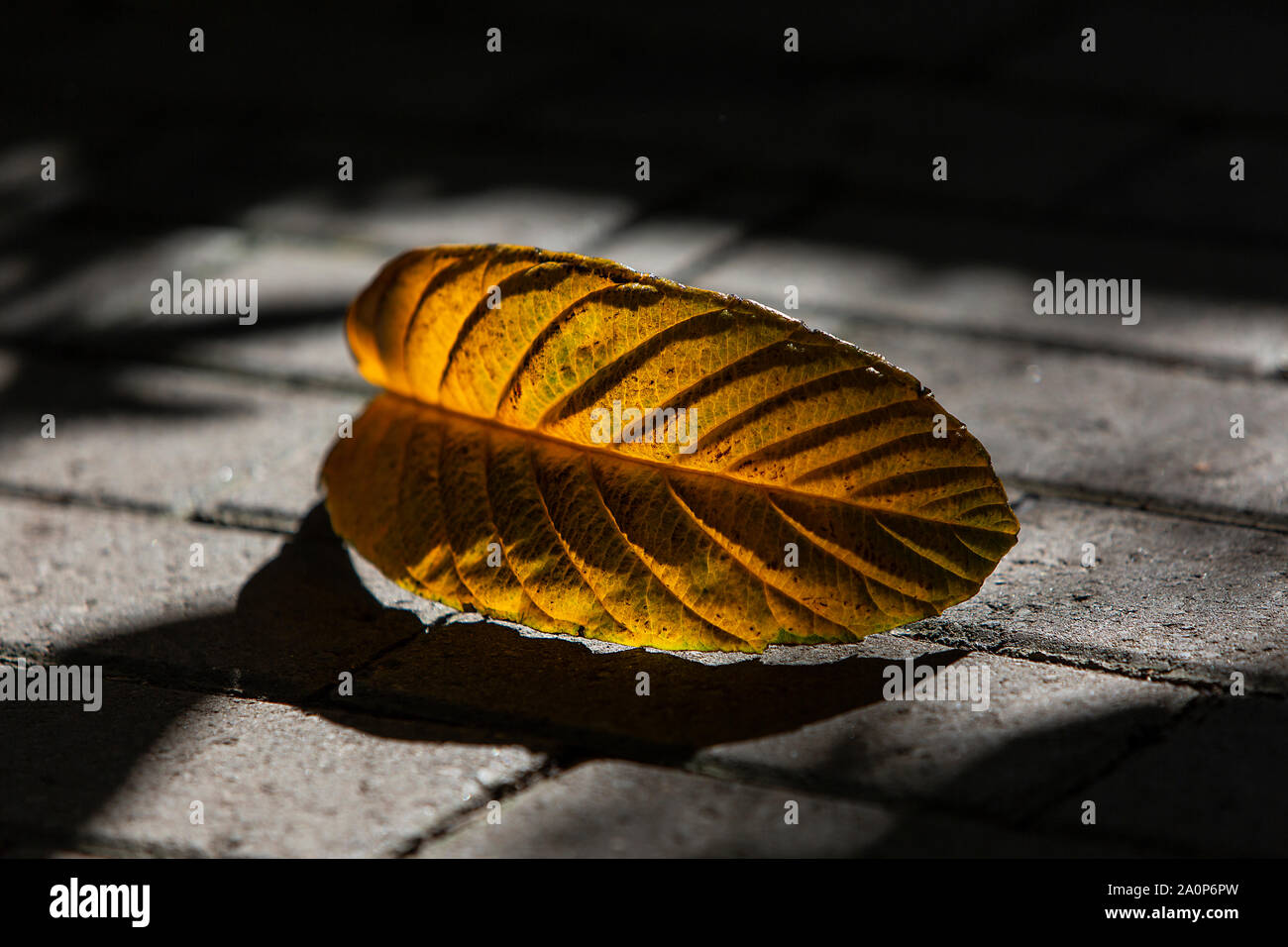 A leaf on a paved surface is backlit by the sun Stock Photo